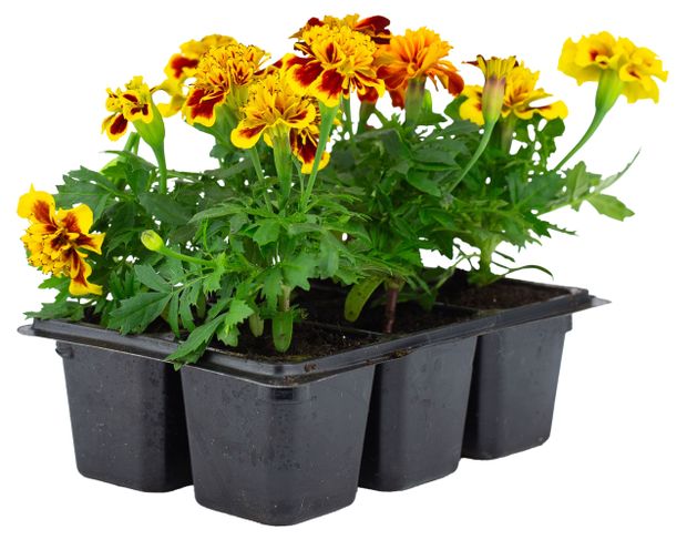 Рассада цветов ЕТК Бархатцы отклоненные микс сортов в кассете, 6 шт