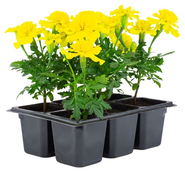 Рассада цветов ЕТК Бархатцы отклоненные желтые в кассете, 6 шт