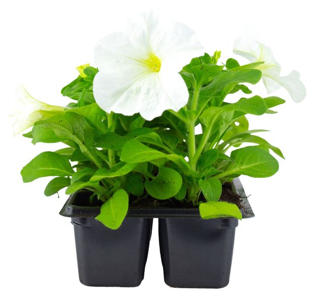 Рассада ЕТК Петуния белая в кассете 6 шт 229₽