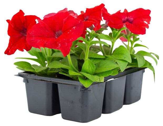 Рассада ЕТК Петуния красная в кассете 6 шт 229₽