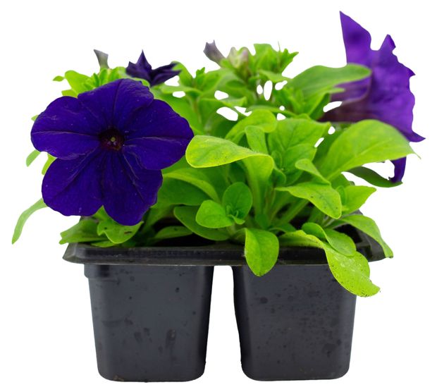 Рассада ЕТК Петуния синяя в кассете 6 шт 229₽