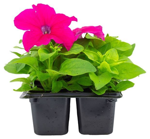 Рассада ЕТК Петуния розовая в кассете 6 шт 229₽