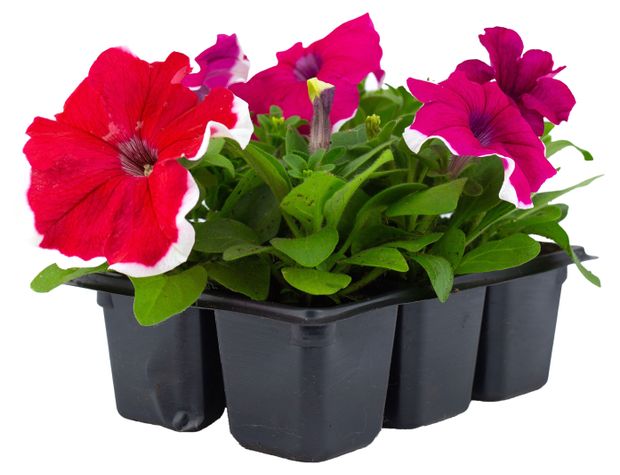 Рассада ЕТК Петуния 2-х цветная с каймой в кассете 6 шт 229₽