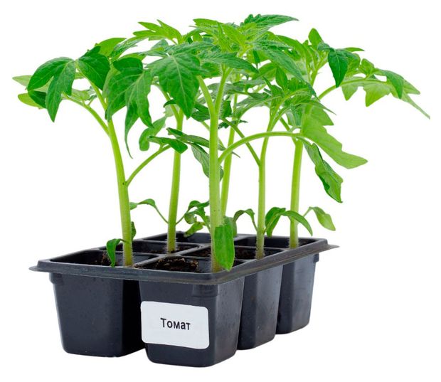 Рассада овощей Томат смесь ЕТК в кассете, 6 шт