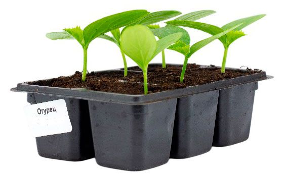 Рассада ЕТК Огурец Форсаж в кассете 6 шт 229₽