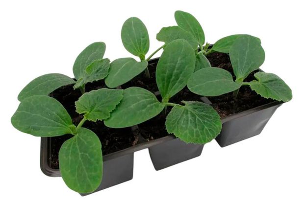 Рассада овощей ЕТК Патиссон в кассете, 6 шт