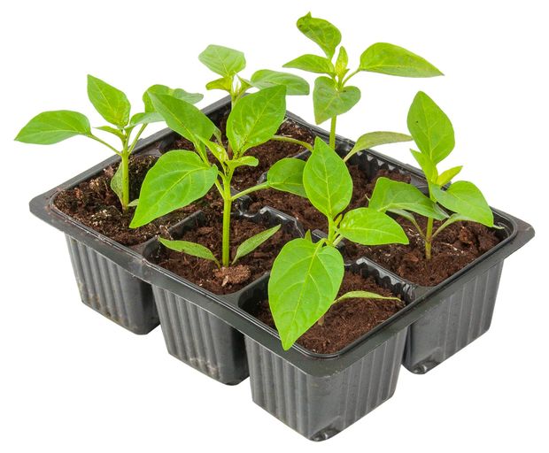 Рассада овощей ЕТК Перец Болгарский сладкий смесь в кассете, 6 шт