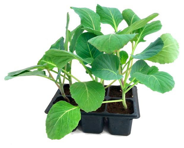 Рассада овощей ЕТК Капуста цветная в кассете, 6 шт