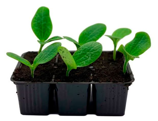 Рассада овощей ЕТК Кабачок смесь в кассете, 6 шт