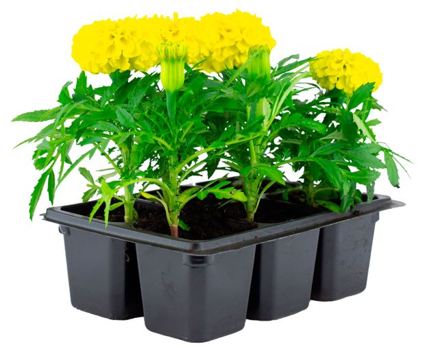 Рассада ЕТК Бархатцы прямостоячие желтые в кассете, 6 шт