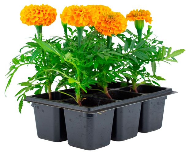 Рассада ЕТК Бархатцы прямостоячие оранжевые в кассете 6 шт 299₽