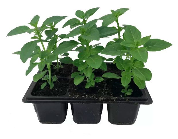 Рассада ЕТК Базилик в кассете 6 шт 200₽