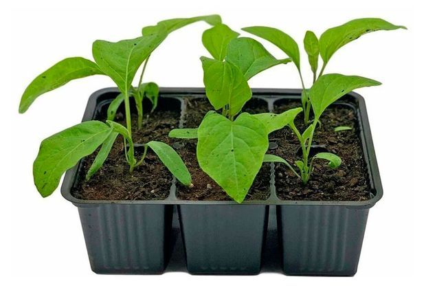 Рассада овощей ЕТК Баклажан смесь в кассете, 6 шт