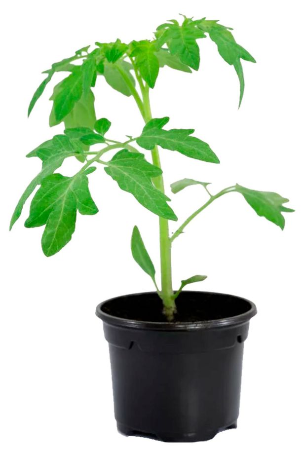 Рассада ЕТК Томат микс сортов d 12 см 90₽