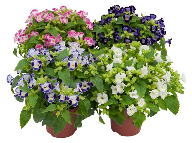 Саженцы ЕТК Торения смесь, d 12 см