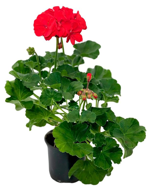 Саженцы ЕТК Пеларгония плющелистная ампельная смесь, d 12 см