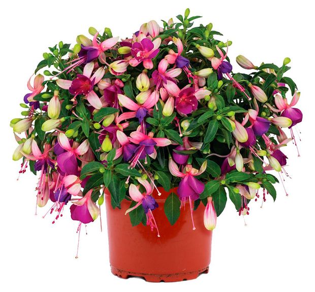 Саженцы ЕТК Фуксия смесь, d 12 см