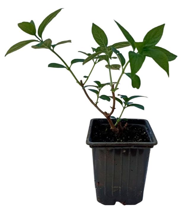 Саженцы Горкунов Дерен белый Айвори Хало, d 9 см