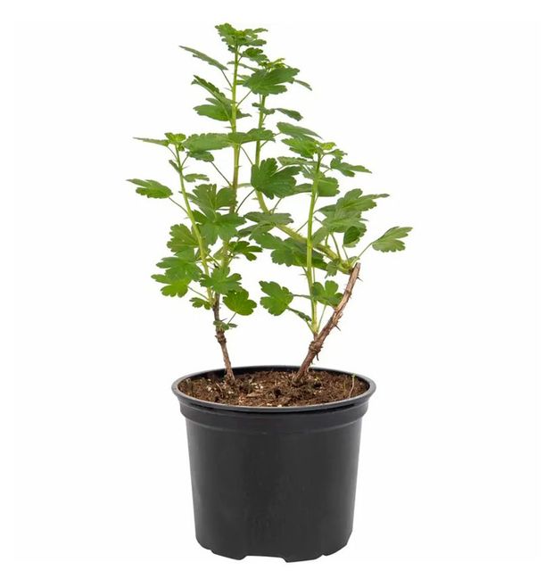 Саженцы Тепличный комбинат Крыжовник, С3