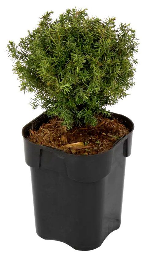 Саженцы Флобас Туя западная Тедди, С2 h 15-20 см