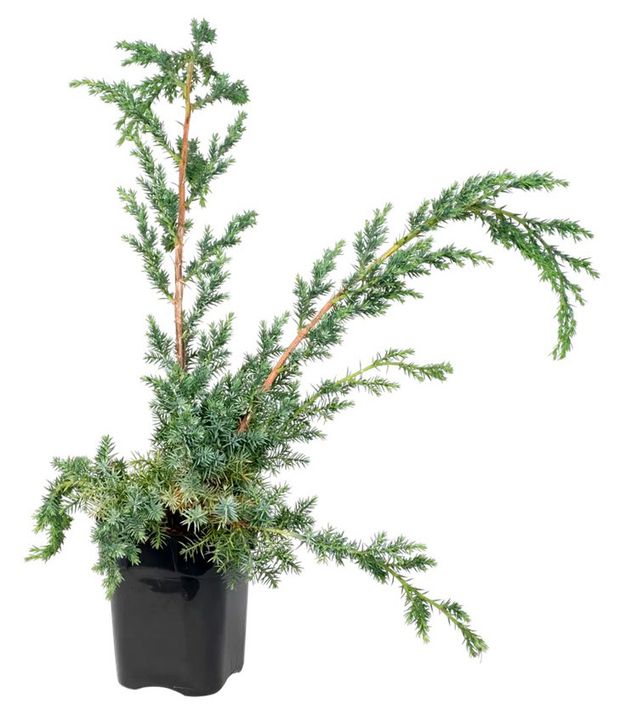 Саженцы Флобас Можжевельник китайский Блю Альпс, С1 h 15 см