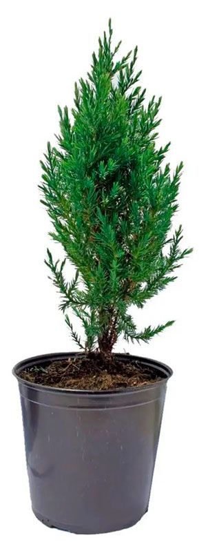 Саженцы Флобас Можжевельник китайский Стриктa, С1 h 15 см