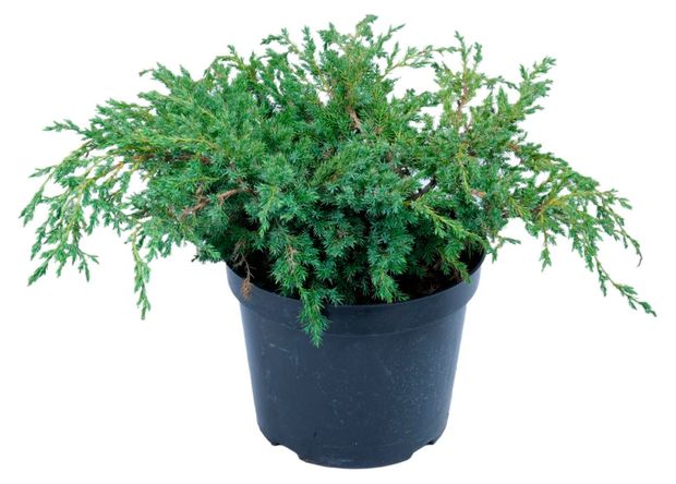 Саженцы Флобас Можжевельник чешуйчатый Блю Карпет, С1