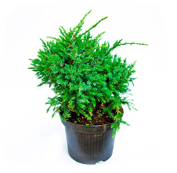 Саженцы Флобас Можжевельник чешуйчатый Хольгер, С1 h 15 см