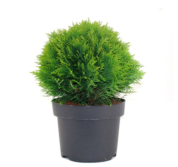 Саженцы Флобас Туя западная Даника, С1