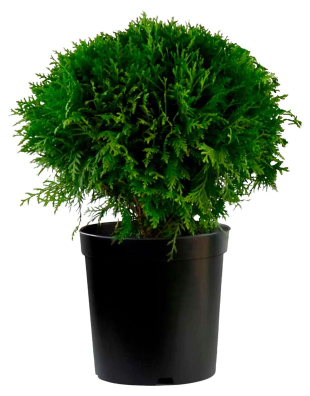 Саженцы Флобас Туя западная Даника, С2