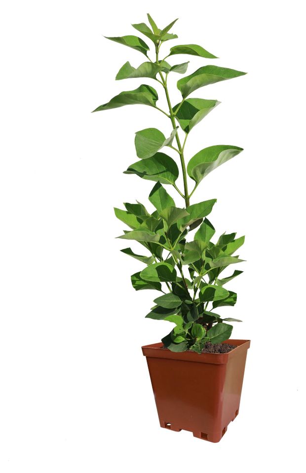 Саженцы цветущих кустарников PlantMarket Сирень Венгерская в горшке C3 h 40-60 см 676₽