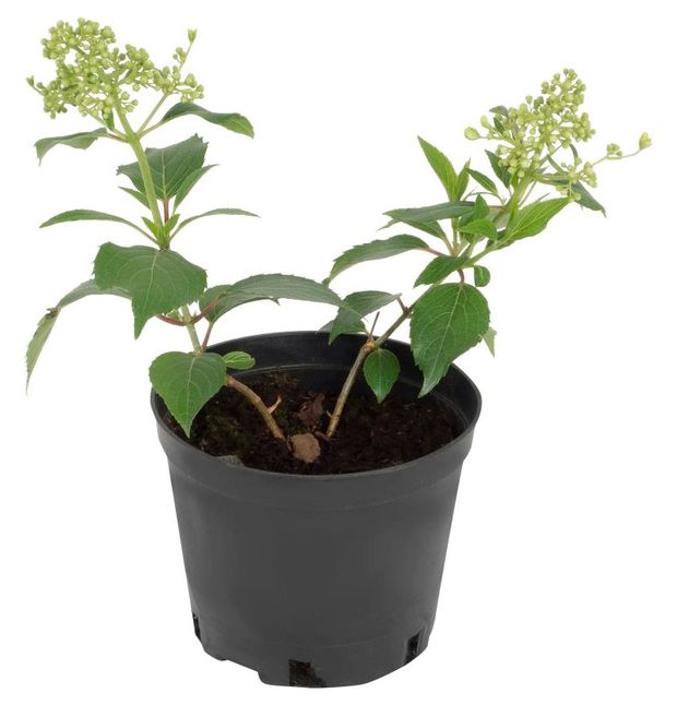 Саженцы цветущих кустарников Гортензия Бомбшелл метельчатая PlantMarket в горшке С3 815₽
