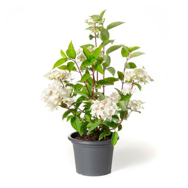 Саженцы цветущих кустарников Гортензия Конфетти метельчатая PlantMarket в горшке, С5