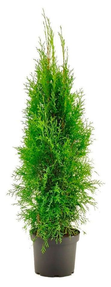 Саженцы хвойных деревьев PlantMarket Туя западная Холмструп в горшке С3 755₽