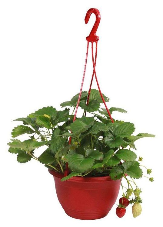 Рассада ягод Цветы Московского Земляника живая садовая ампельная в горшке d 21 см 1029₽