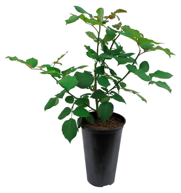 Саженцы цветущих кустарников Цветы Московского Роза живая садовая микс, d 12 см