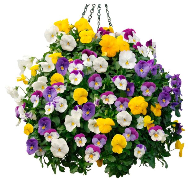 Рассада цветов Виола живая Florentika микс в кашпо, d 21 см