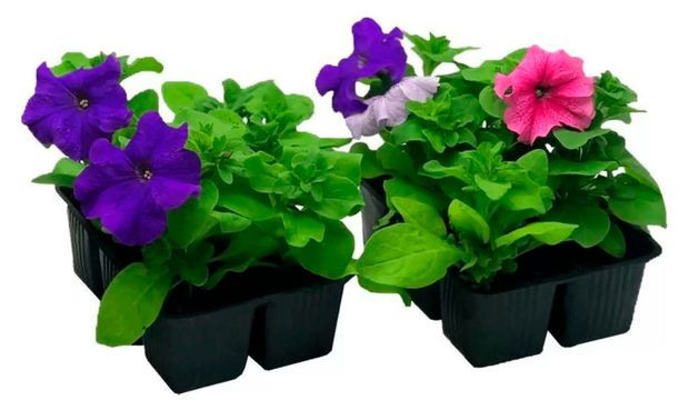 Рассада Florentika Петуния микс в кассете, 6 шт