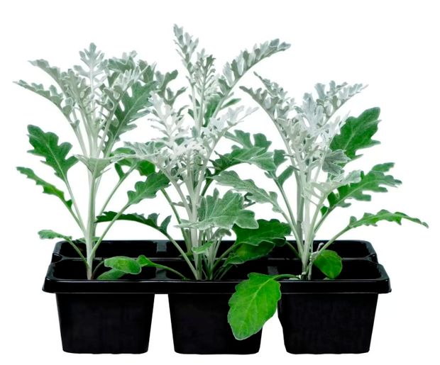 Рассада Florentika Цинерария микс в кассете, 6 шт