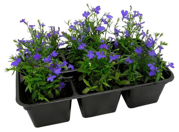 Рассада Florentika Лобелия микс в кассете, 6 шт