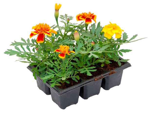 Рассада Florentika Бархатцы микс в кассете, 6 шт