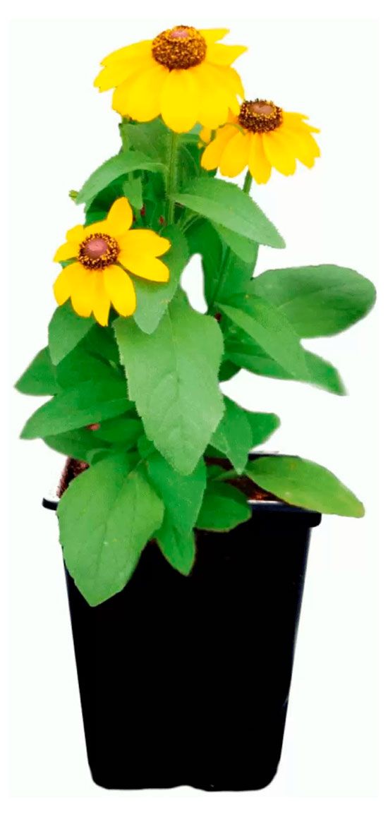 Рассада ЕТК Рудбекия, Р9