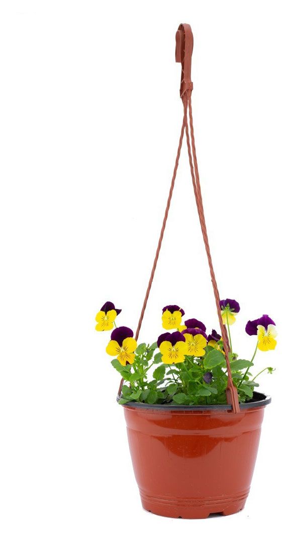 Рассада Виола в кашпо, d 25 h 30 см