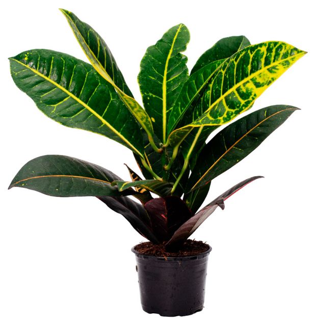 Живое растение Кодиеум разноцветный дерево в горшке d 10 h 20 см, 1 шт