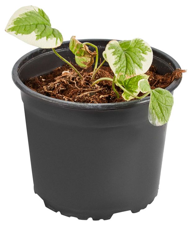 Саженцы ИП Хаустов Б.И. Брунера, d 17 см