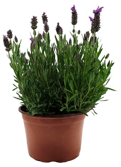 Саженцы ИП Хаустов Б.И. Лаванда, d 11 см