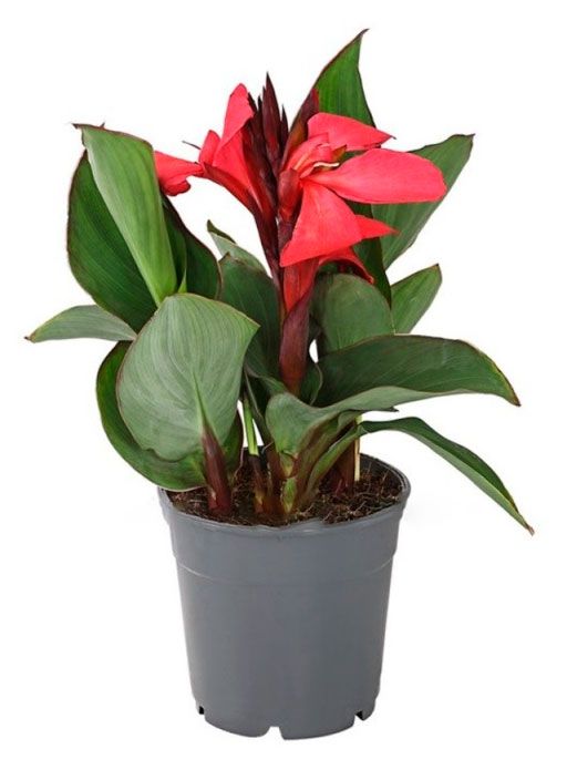 Саженцы ИП Хаустов Б.И. Канны, d 17 см