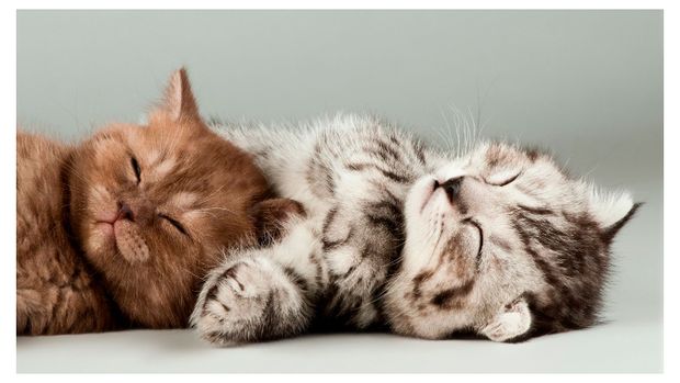 Календарь квартальный настенный Tulupoff Котенок на 2026 год 1 шт в ассортименте 200₽