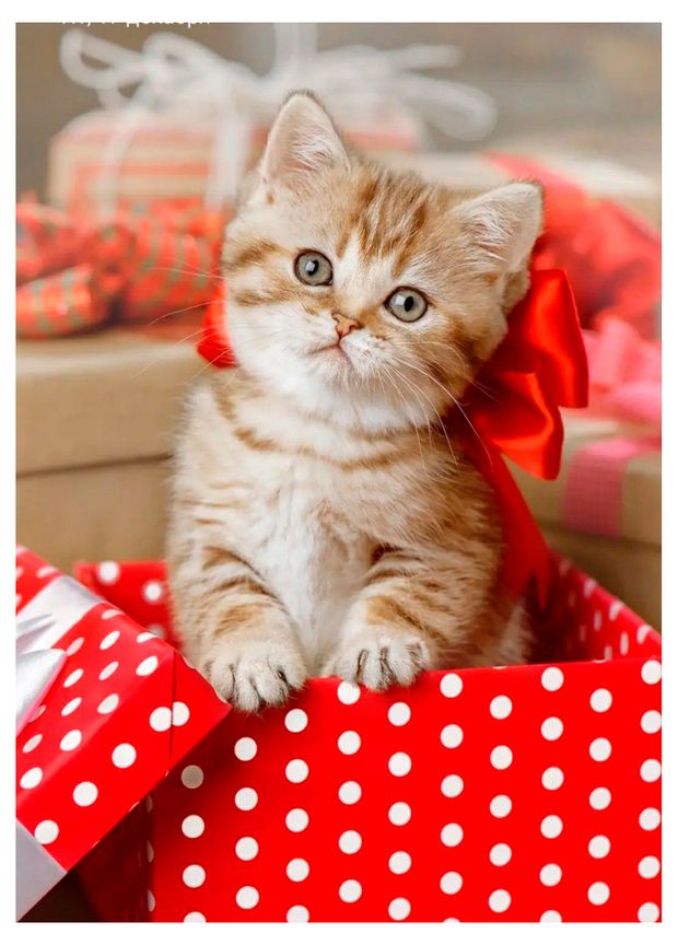 Календарь карманный Артэ Нуэво Кошки 3D 2026 г 7х10 см 1 шт в ассортименте 25₽