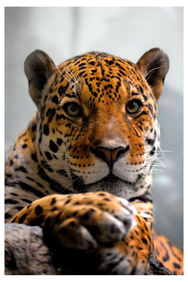 Календарь карманный Артэ Нуэво Дикие животные 3D 2026 г 7х10 см 1 шт в ассортименте 25₽